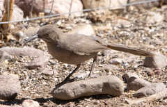 Toxostoma crissale