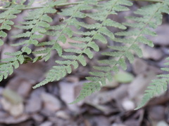 Dryopteris pallida