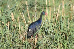 Porphyrio porphyrio