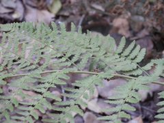 Dryopteris pallida