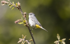 Leiothlypis virginiae