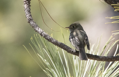 Empidonax affinis