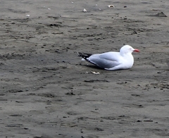 Chroicocephalus novaehollandiae scopulinus