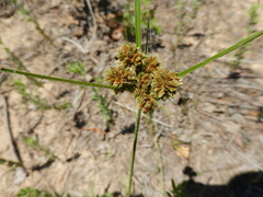 Cyperus reflexus