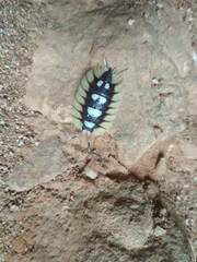 Porcellio expansus