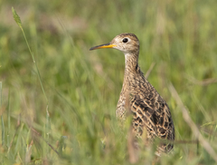 Bartramia longicauda
