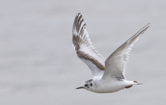 Hydrocoloeus minutus