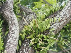 Pyrrosia adnascens