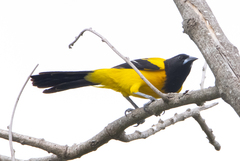 Icterus graduacauda