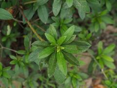 Rhododendron × pulchrum