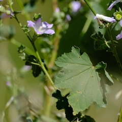Malva weinmanniana