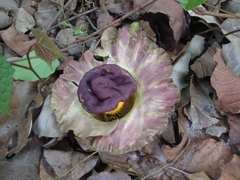 Amorphophallus