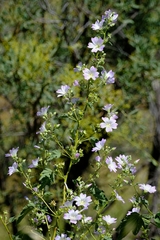 Malva weinmanniana