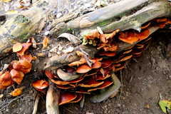 Omphalotus olearius