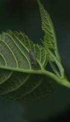 Bothrogonia ferruginea