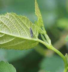 Bothrogonia ferruginea