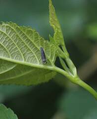 Bothrogonia ferruginea
