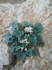 Sarcocapnos enneaphylla