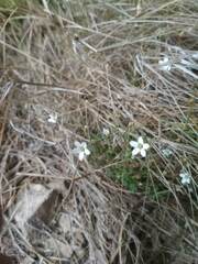 Arenaria