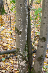 Cylindrobasidium laeve