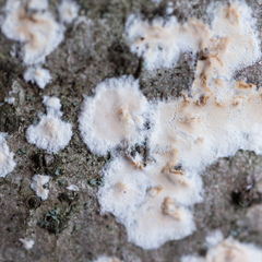 Cylindrobasidium laeve