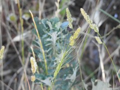 Aegilops triuncialis