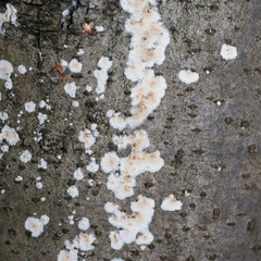 Cylindrobasidium laeve