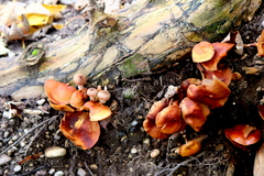 Omphalotus olearius