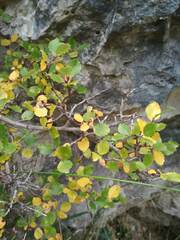 Salix tarraconensis