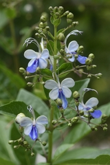 Rotheca myricoides