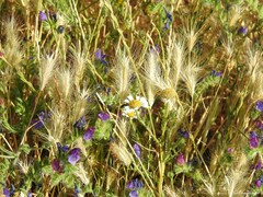 Hordeum murinum leporinum