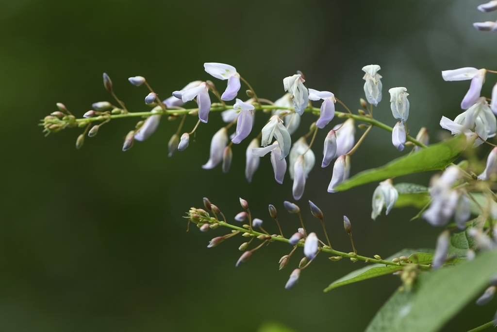 Pseudarthria panii (Pseudarthria panii)
