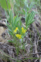 Thermopsis