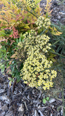Achillea millefolium