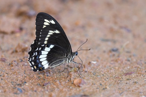 Papilio canopus