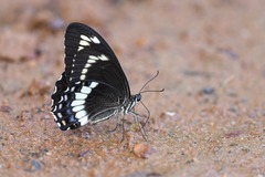 Papilio fuscus