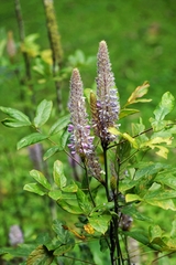 Uraria crinita