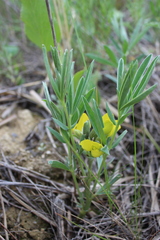 Thermopsis