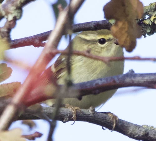 Mosquitero bilistado (Phylloscopus inornatus)