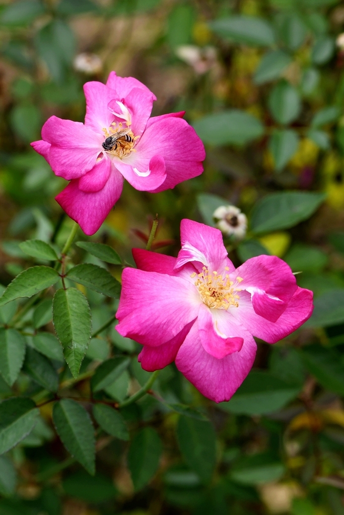 Rosa chinensis