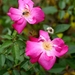 Rosa chinensis - Photo (c) xtbg-eec,  זכויות יוצרים חלקיות (CC BY-NC), הועלה על ידי xtbg-eec