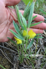 Thermopsis