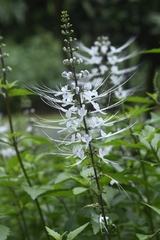 Orthosiphon aristatus