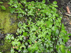 Lecanthus peduncularis