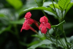 Ruellia elegans