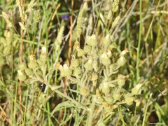 Andryala integrifolia