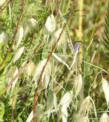 Avena sterilis