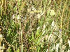 Achillea filipendulina
