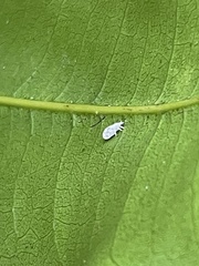Coniopterygidae