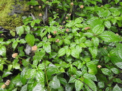 Lecanthus peduncularis